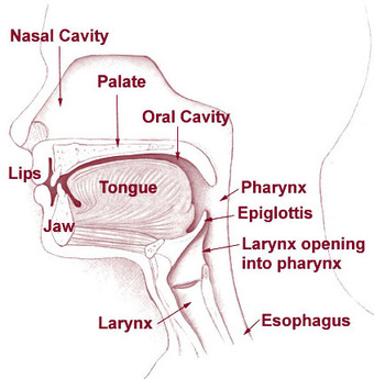 How Humans Speak