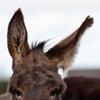 Use Your Ears!