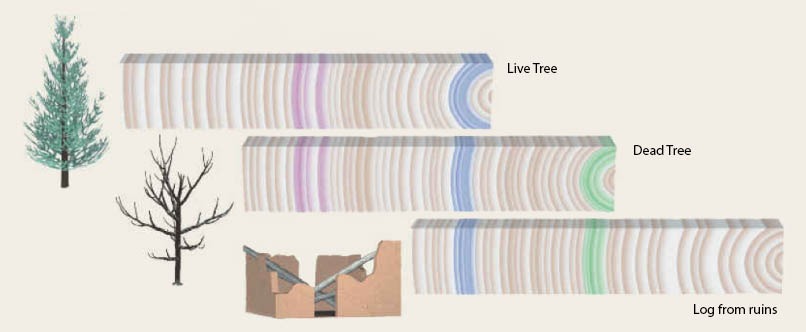 Long tree ring chronologies can be constructed by matching overlapping patters of different trees.