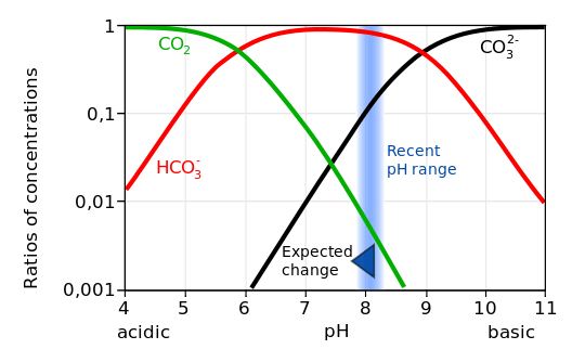 Ratios of carbonate species concentrations as a function of the pH. Currently average seawater has a pH of about 8.1. Therefore most carbon in the ocean is in the form of bicarbonate. Addition of anthropogenic CO2 decreases the pH. From wikipedia.org.