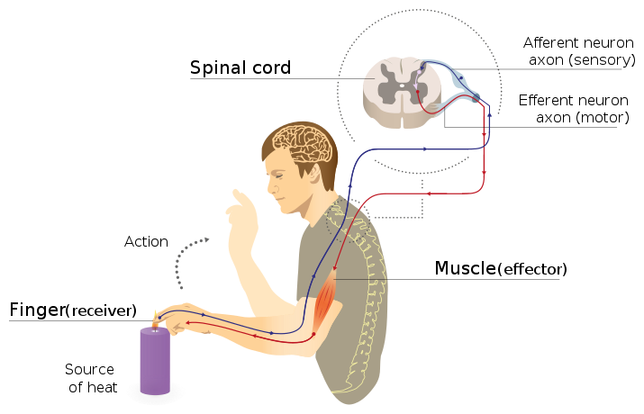 File:Imgnotra??at arc reflex eng.svg