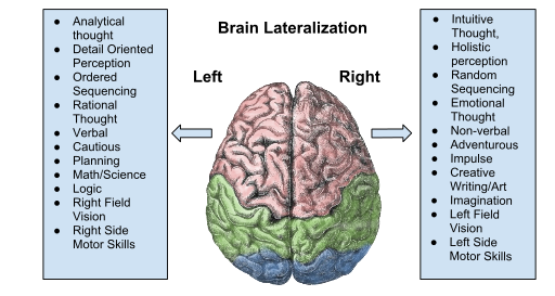 File:Brain Lateralization.svg