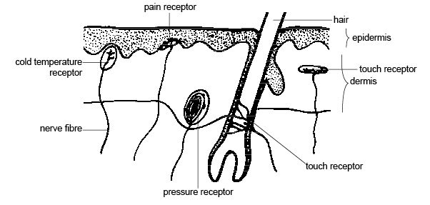 Image result for receptors for touch pressure and pain