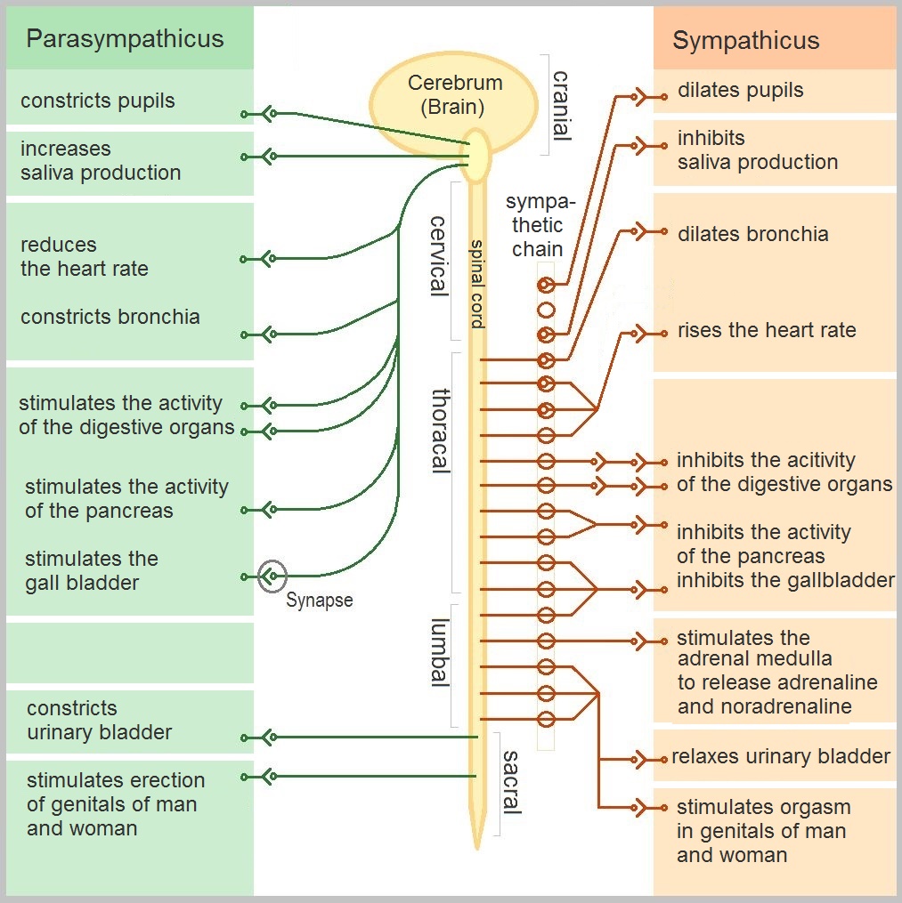 https://upload.wikimedia.org/wikipedia/commons/archive/c/c5/20160307081502%21The_Autonomic_Nervous_System.jpg