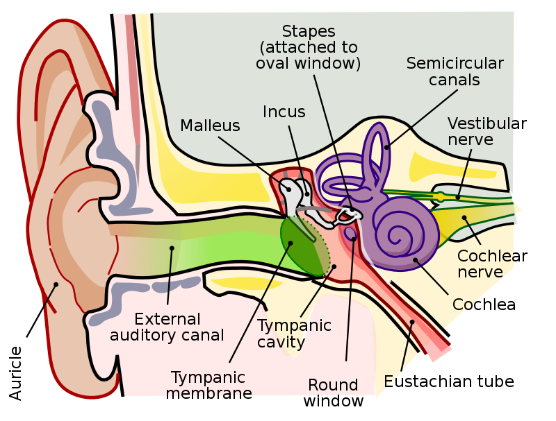 Anatomy of the Human Ear.svg