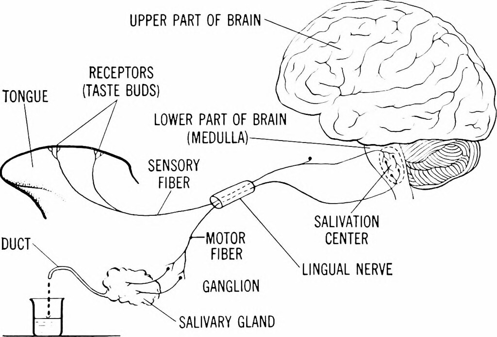 Image result for taste and smell receptors