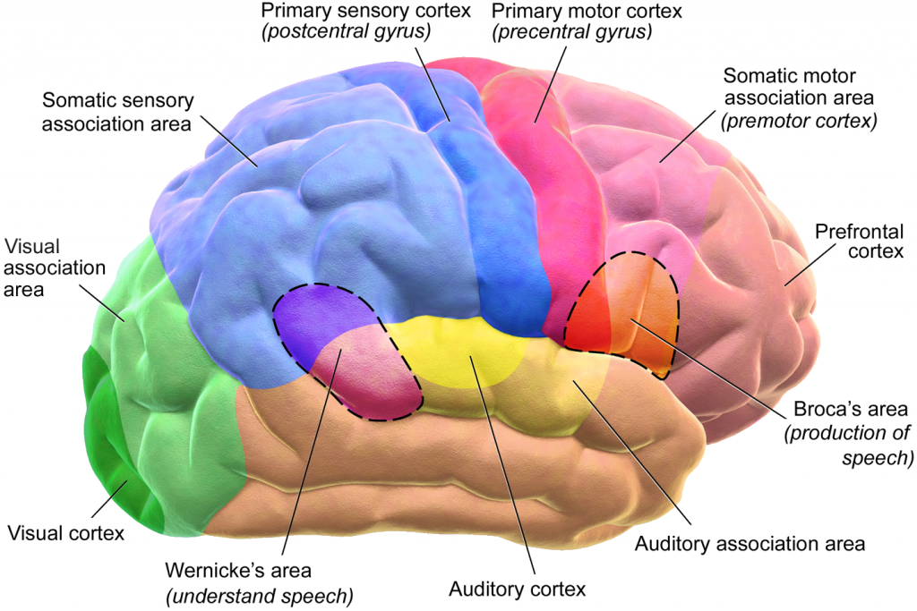 Human brain - Wikipedia