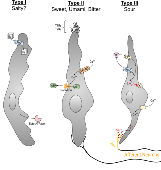 File:Taste cells - Type I II III Receptors grey.png