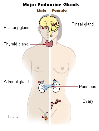 https://upload.wikimedia.org/wikipedia/commons/9/9d/Illu_endocrine_system_New.png