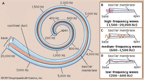 Image result for The Human Cochlea and Frequency