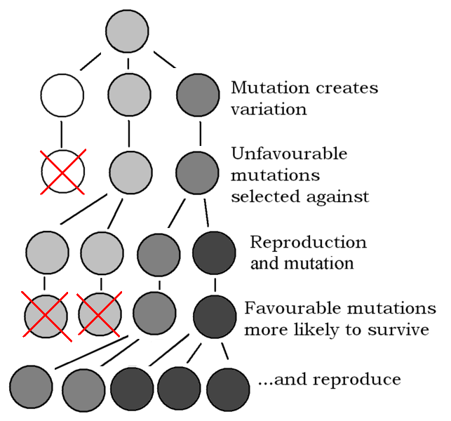 File:643px-Explanation of Evolution v2.1.PNG