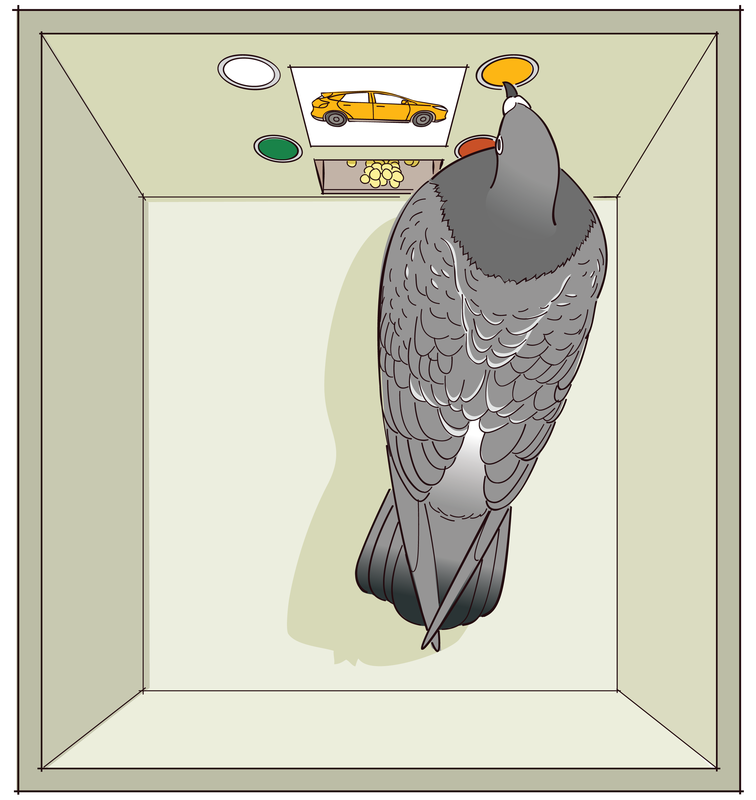 File:Operant Conditioning Involves Choice.png - Wikimedia Commons