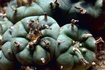 Peyote Cactus