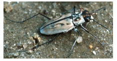 Atlantic Beach Tiger Beetle