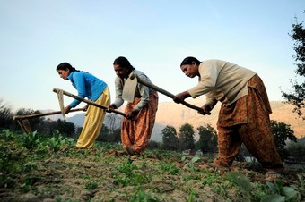   Women farmers at work in their vegetable plots near Kullu town, Himachal Pradesh, India   