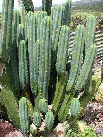 San Pedro cactus