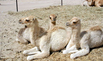 Bedouin tribes raised camels as part of their nomadic-pastoralist lifestyle