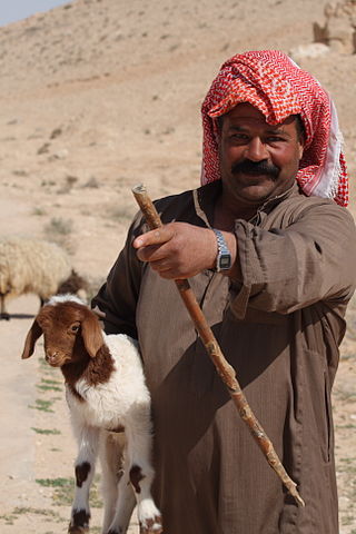 Bedouin shepherd in the Syrian desert