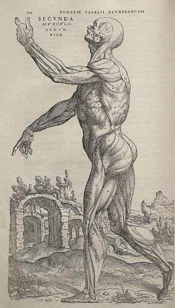 Andreas Vesalius, De humani corporis fabrica, 1543, p. 174